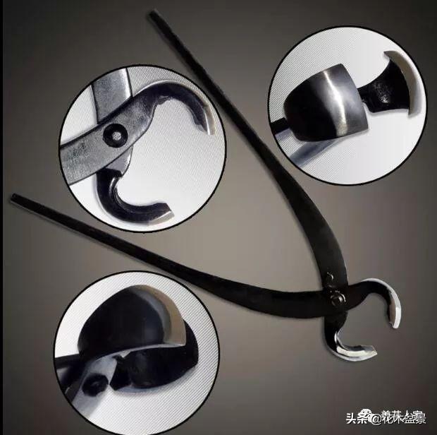 盆景製作要用什麼工具！