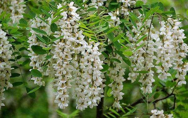 十個人九個腰疼，用【槐花】泡水喝，治腰疼，腿也不酸了，為家人收好