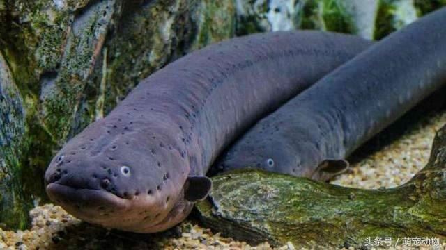 食人魚為何無法稱霸亞馬遜河？這個「天敵」攻擊力超高...一次攻擊超狂虐殺30隻！