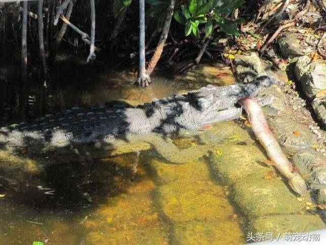 食人魚為何無法稱霸亞馬遜河？這個「天敵」攻擊力超高...一次攻擊超狂虐殺30隻！