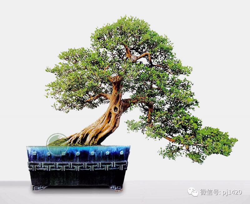 養護九里香盆景請注意這五點 