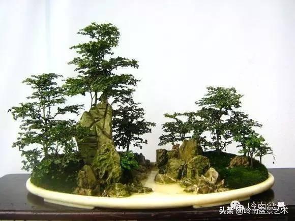 玩盆景，外行看熱鬧，內行看門道！