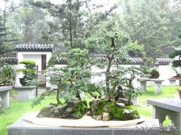 玩盆景，外行看熱鬧，內行看門道！