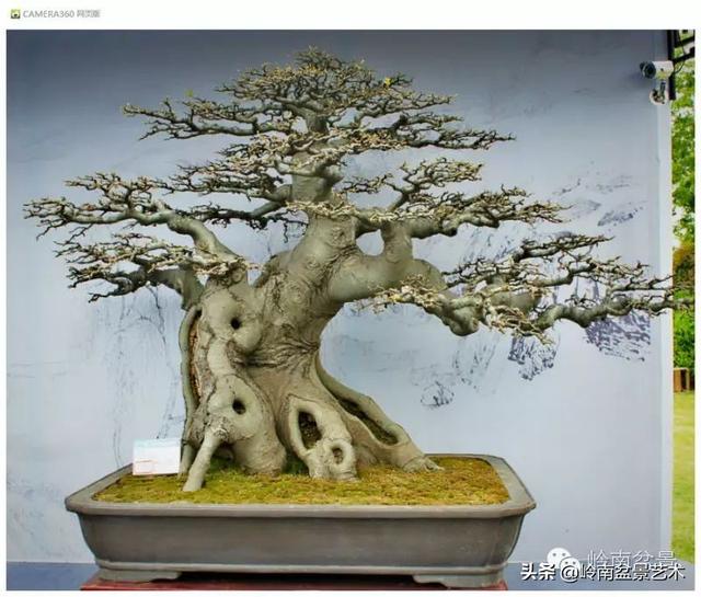 玩盆景，外行看熱鬧，內行看門道！