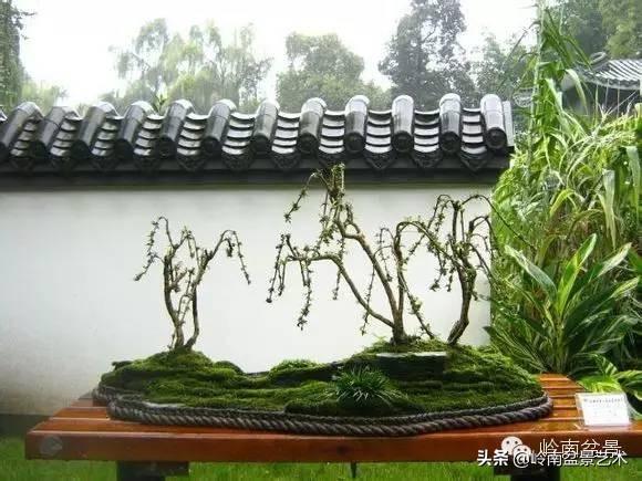 玩盆景，外行看熱鬧，內行看門道！