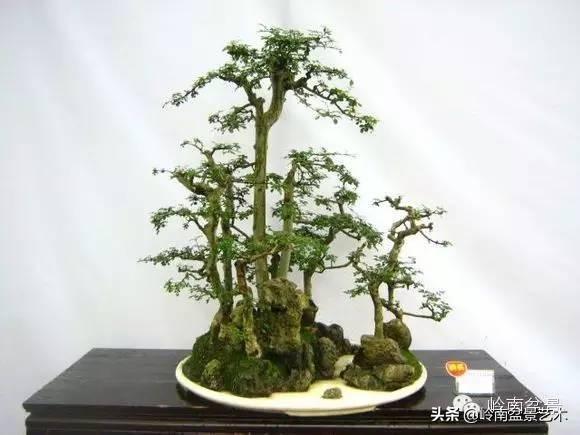 玩盆景，外行看熱鬧，內行看門道！