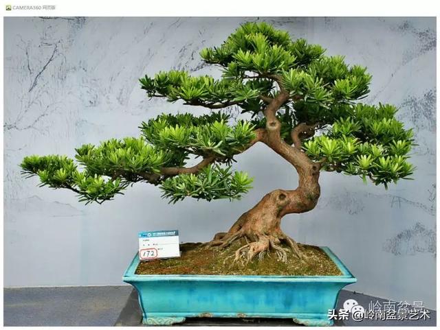 玩盆景，外行看熱鬧，內行看門道！