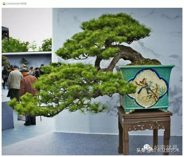 玩盆景，外行看熱鬧，內行看門道！