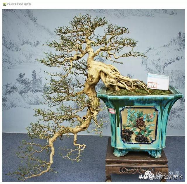 玩盆景，外行看熱鬧，內行看門道！