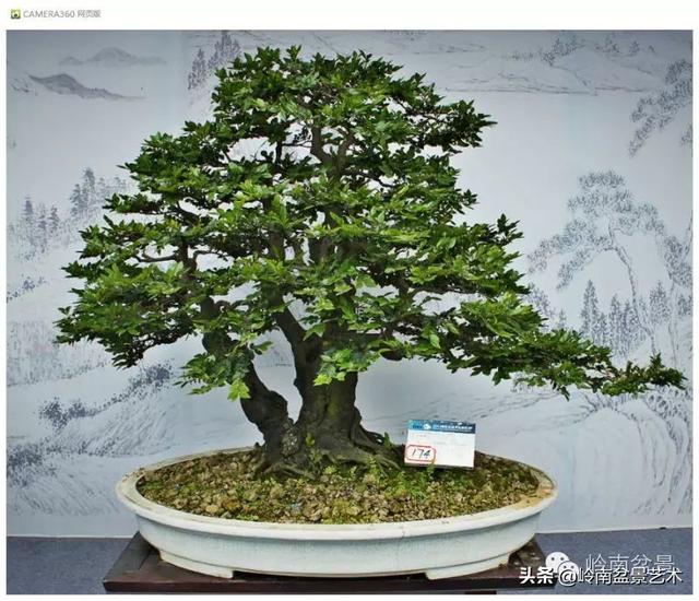 玩盆景，外行看熱鬧，內行看門道！