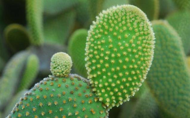 一棵仙人掌，可治滑膜炎、膝關節紅腫脹，1～2天紅腫消退，家有腿腳不好的要試試