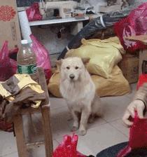 天生缺陷「一雙鬥雞眼」！上千粉絲被圈粉：就愛牠的呆萌可愛～