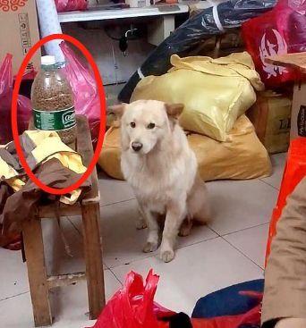 天生缺陷「一雙鬥雞眼」！上千粉絲被圈粉：就愛牠的呆萌可愛～