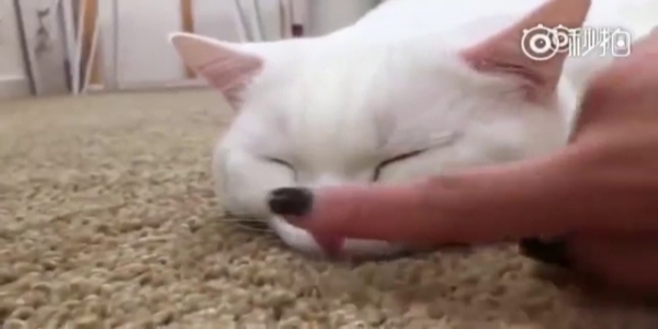 在貓咪睡覺時，千萬別摸牠的鼻子！主人好奇親自實測，網大笑：回家我要馬上去摸～～！