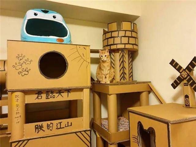 主人用紙箱造豪華貓城堡，完工後橘貓來視察，對新家表示滿意！