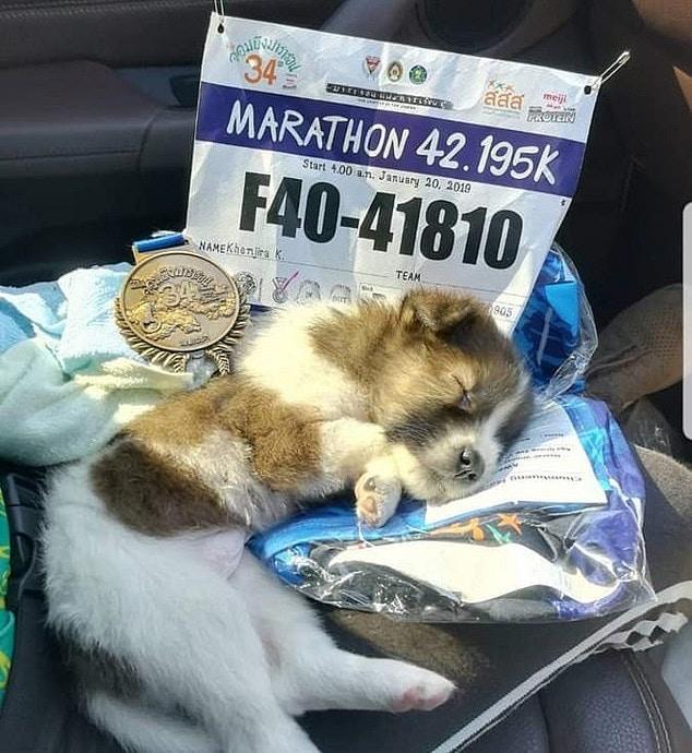 馬拉松選手比賽遇迷路狗，為避免被踩踏，犧牲成績抱著它跑完全程