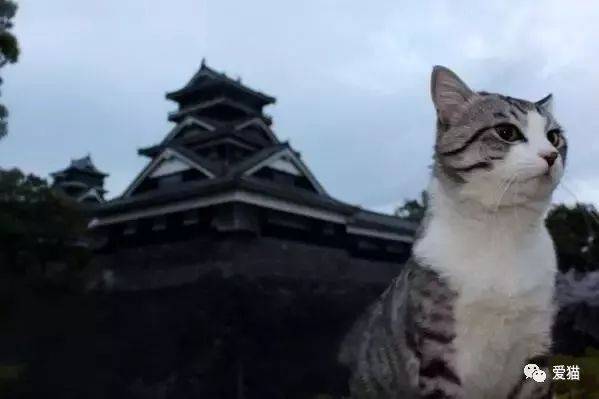 原本垂死流浪貓，被救後竟成了喵界名模，四處旅行週遊世界