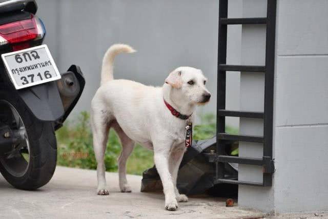 失蹤愛犬回到家中，泰國男子高興擺流水席任路人享用，鄰居：他是真正愛狗人