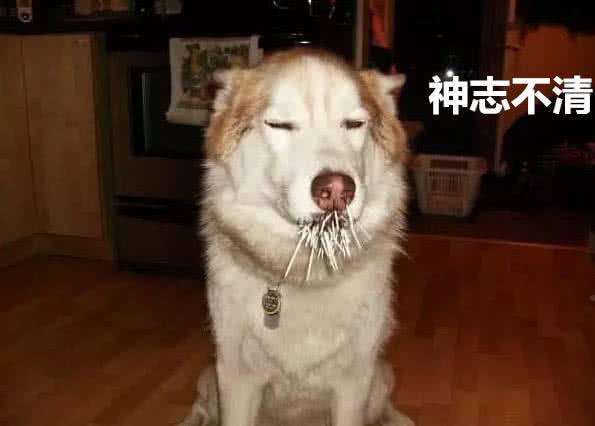 二哈和豪豬打架，被紮滿嘴最刺，神志不清找到主人，看後不心疼狗而心疼豪豬