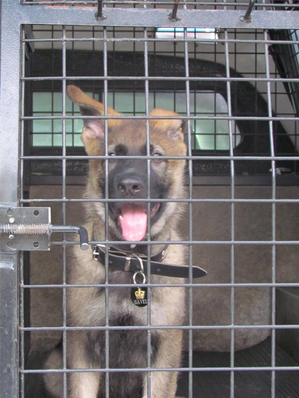 小警犬上課太愛打瞌睡，被「警校」開除，隔天狗狗往後日子越過越爽