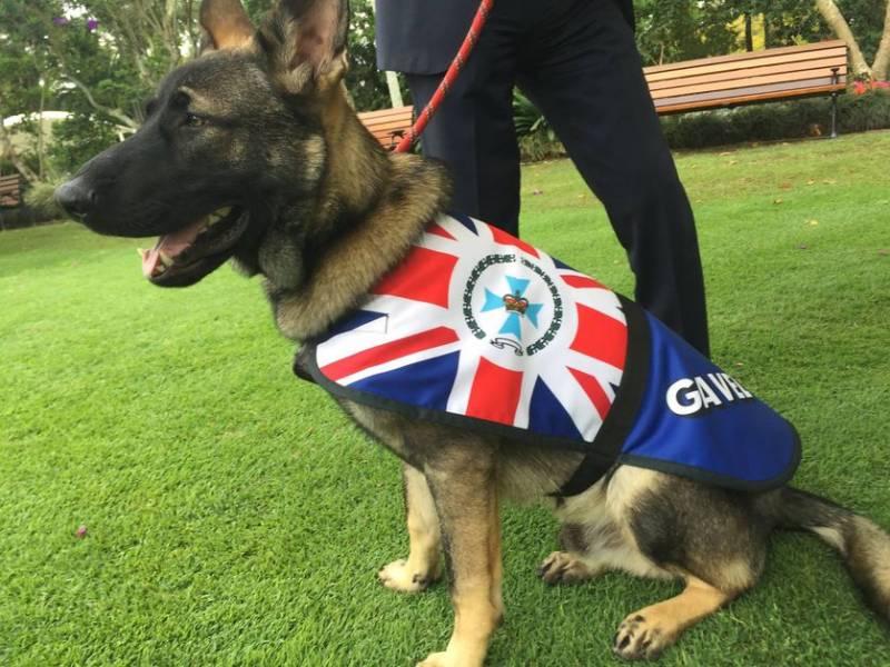 小警犬上課太愛打瞌睡，被「警校」開除，隔天狗狗往後日子越過越爽