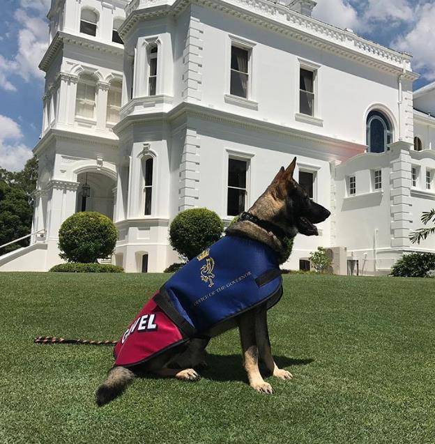 小警犬上課太愛打瞌睡，被「警校」開除，隔天狗狗往後日子越過越爽