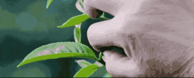 普洱香土莊園，這裡有雲、有茶、有咖啡，還有一個給你歸屬感的家