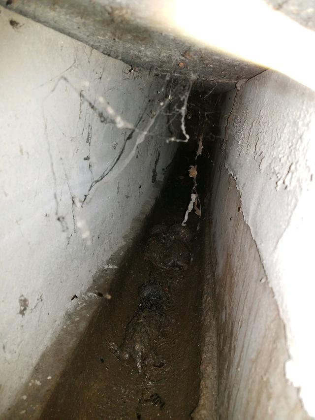 男子在下水道裡救出一窩奶貓，帶回家餵養一周後，貓咪竟然。。。