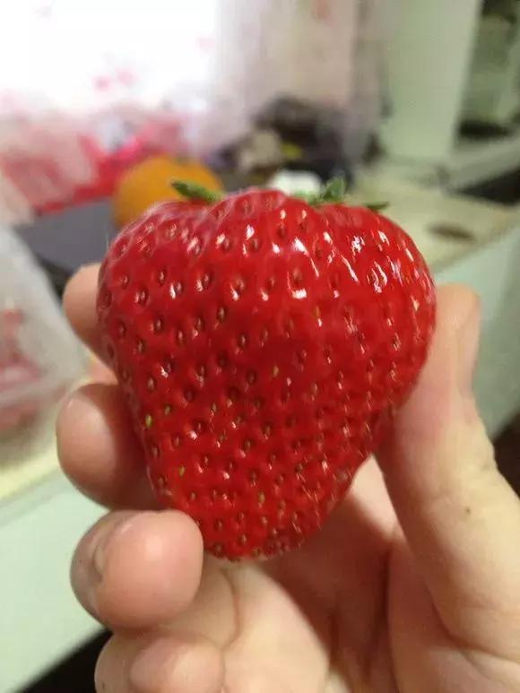草莓刮點皮，扔土裡芽直冒，果子雞蛋大，吃不完！