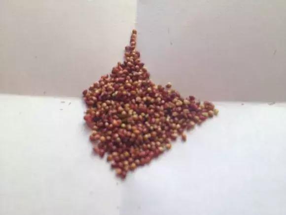 草莓刮點皮，扔土裡芽直冒，果子雞蛋大，吃不完！