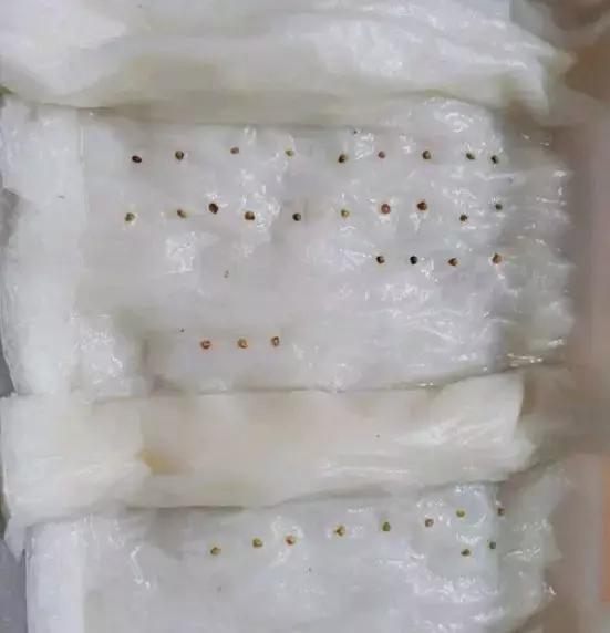草莓刮點皮，扔土裡芽直冒，果子雞蛋大，吃不完！