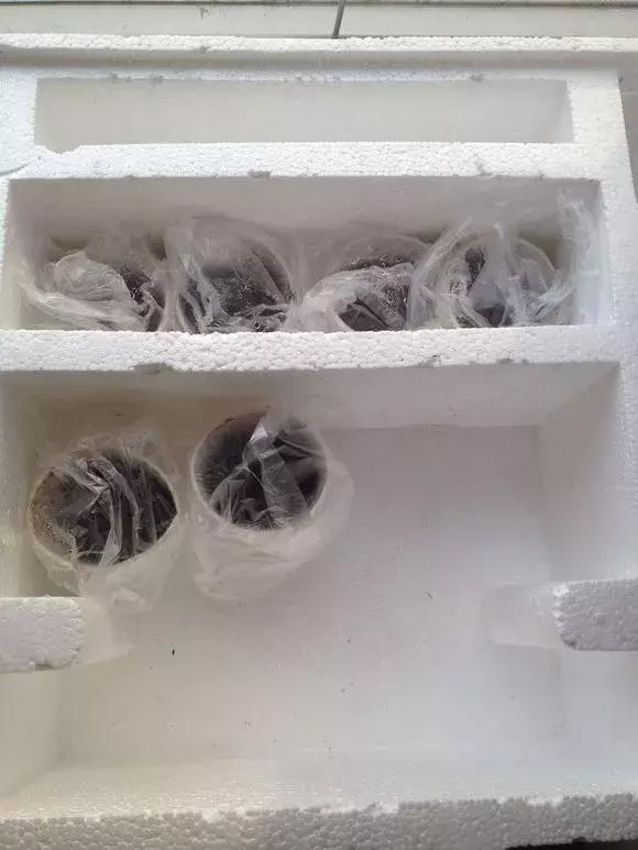 草莓刮點皮，扔土裡芽直冒，果子雞蛋大，吃不完！