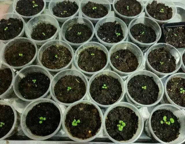 草莓刮點皮，扔土裡芽直冒，果子雞蛋大，吃不完！