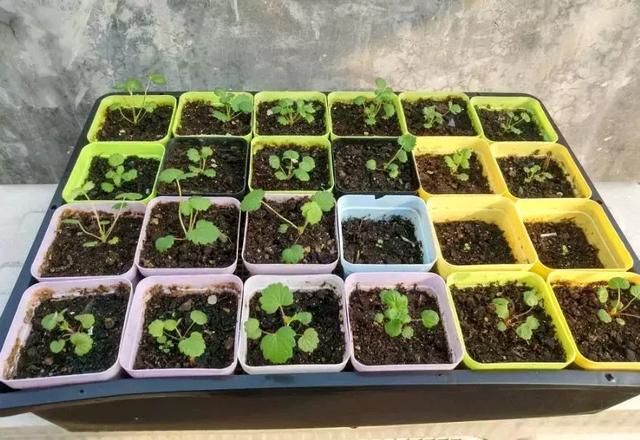 草莓刮點皮，扔土裡芽直冒，果子雞蛋大，吃不完！