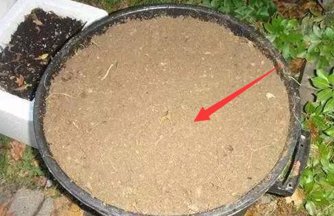 家裡的花養不好別傻傻用肥料，一根香蕉全搞定！花草長勢旺盛不長蟲！