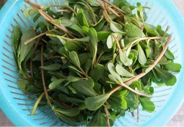 馬齒莧被譽為救命菜，常用它煮水喝，4個好處不請自來，現在開始喝也不晚