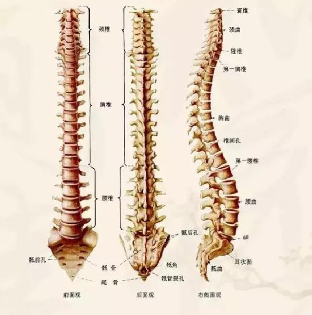 腰椎間盤突出不用慌，只要做到這一點，突出了也不腰疼！
