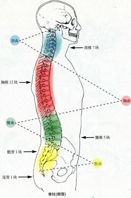 寶寶脊椎生理彎曲形成之前，這些姿勢、動作要盡量避免