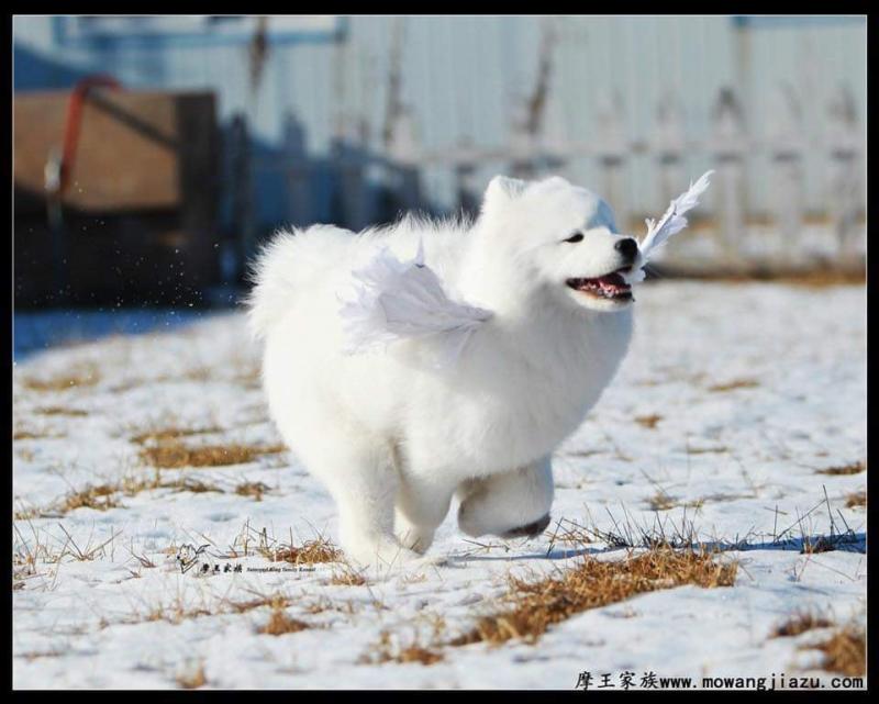 天使下凡！小薩摩「裝上翅膀」超開心　雪地狂奔炫耀：你看偶會飛～