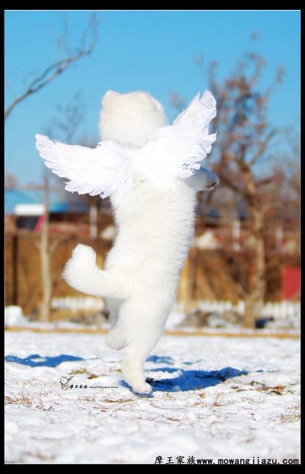 天使下凡！小薩摩「裝上翅膀」超開心　雪地狂奔炫耀：你看偶會飛～