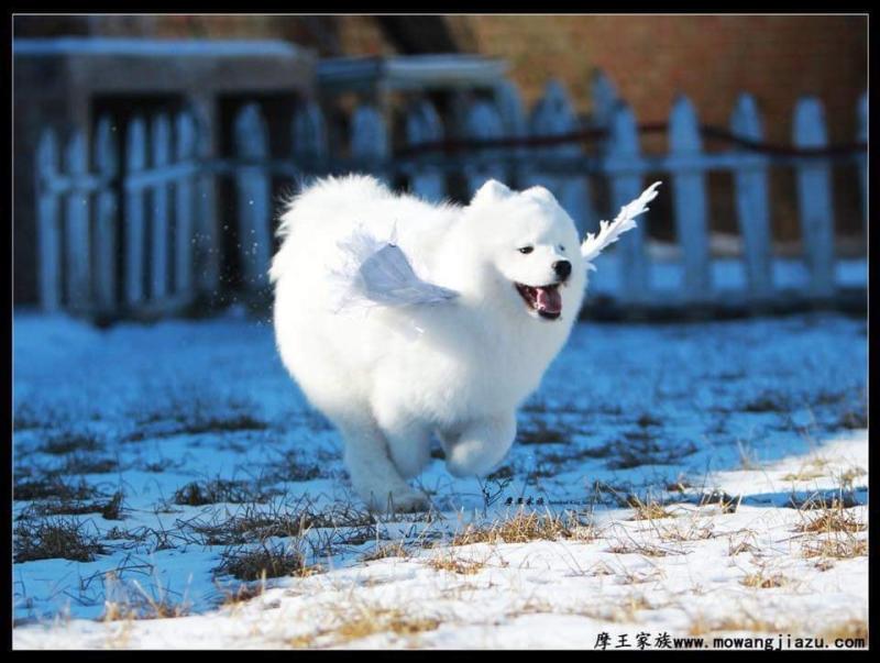天使下凡！小薩摩「裝上翅膀」超開心　雪地狂奔炫耀：你看偶會飛～