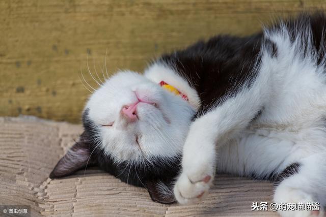 貓咪絕育有利有弊：不絕育對健康無益，絕育可能讓貓咪性情大變