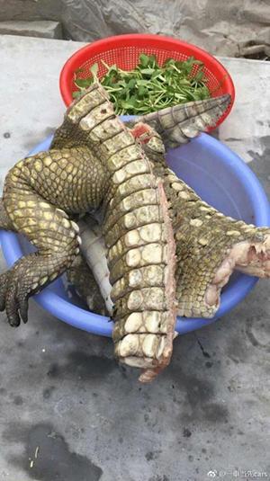 網友曬穿山甲、熊掌還有鯊魚「年夜飯」引起網友眾怒！隔天當事人出來澄清，讓大家更討厭...！