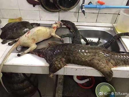 網友曬穿山甲、熊掌還有鯊魚「年夜飯」引起網友眾怒！隔天當事人出來澄清，讓大家更討厭...！