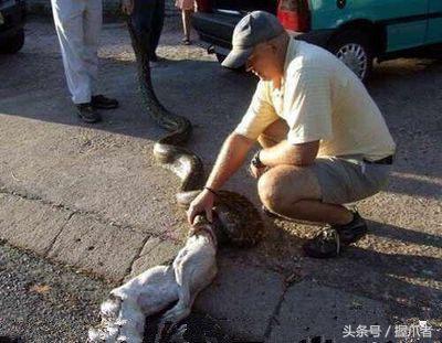 這就是蟒蛇的悲劇：想吃烏龜，結果卻發生了這樣的一件事，真的是尷尬死了！