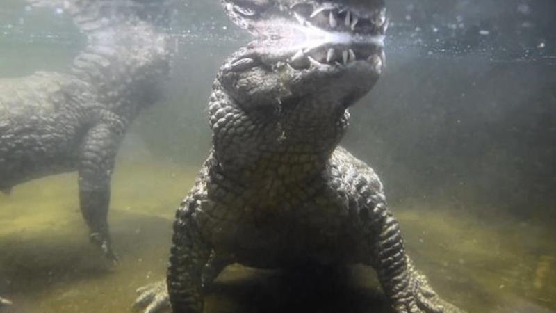 鱷魚夫妻結婚50年生的都是「空包蛋」　獸醫檢查完忍不住流淚：真的太小...