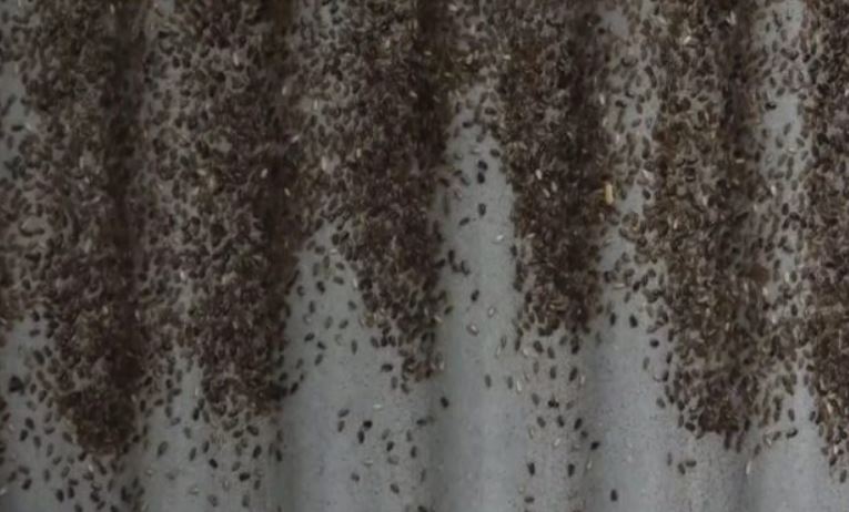 革命性垃圾處理法！中國工廠靠10億隻蟑螂　輕鬆清光「55噸廚餘垃圾」台灣也可以馬上仿傚～