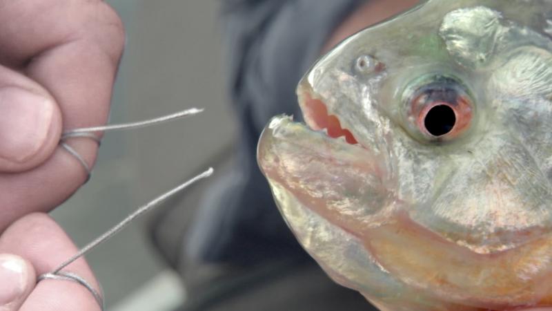 當他把鐵絲放到食人魚的嘴巴…　「驚人畫面」讓大家在螢幕前抖了一下 