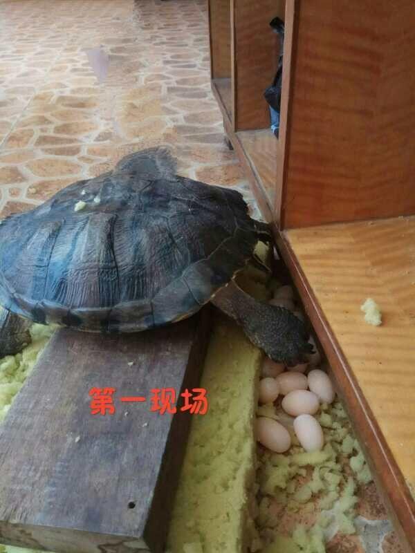 烏龜在家下了14個蛋，主人打算煎著吃，剛敲碎主人腸子都悔青了！