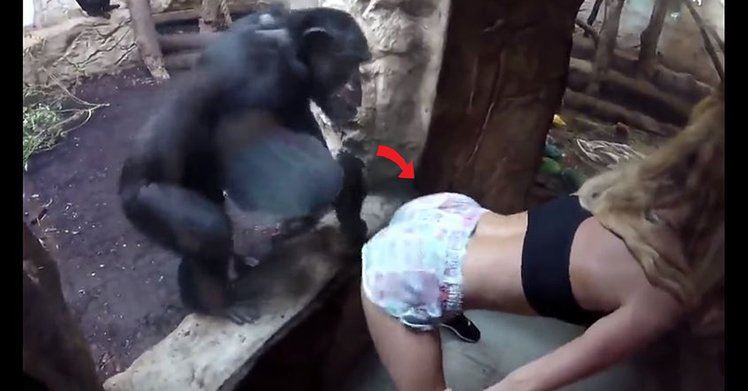 辣妹大秀「超強美尻」想看會怎樣！結果黑猩猩超男人…眾人直接爆笑！